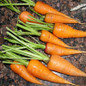 Sweet Treat Carrot Plant