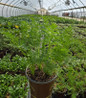 Sweet Treat Carrot at the nursery