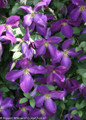 Happy Jack Purple Clematis Vine Purple Flowers