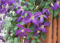 Happy Jack Purple Clematis Vine Growing on the Fence