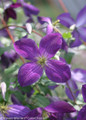 Happy Jack Purple Clematis Vine with Purple Blooms Up Close