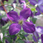 Happy Jack® Purple Clematis Vine in the Sunlight