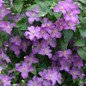 Jolly Good Clematis Vine Purple Flowers