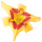 Rainbow Rhythm Tiger Swirl Daylily Flower Up Close
