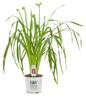 Rainbow Rhythm Tiger Swirl Daylily in Proven Winners Pot