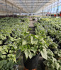 Siberian Bugloss nursery container plant