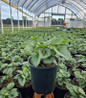 Jack Frost Bugloss in black pot