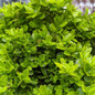 Healthy Tide Hill Boxwood