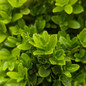 Tide Hill Boxwood Leaves Close Up 