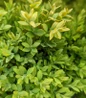 Green Gem Boxwood top view