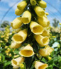 Foxglove upright flowering spikes
