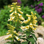  Carillion Foxglove Flowering 