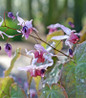Pink Elf Barrenwort pink spring flowers