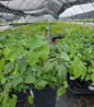 Pink Elf Barrenwort in nursery