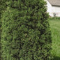 Healthy Taylor Red Cedar 