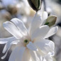 Royal Star Magnolia Flower Petals Close Up 