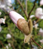 Royal Star Magnolia flower bud