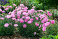 Fruit Punch Sweetie Pie Pinks Dianthus in Landscaping