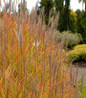 Red-Leaved Miscanthus feathery flower plumes