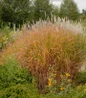 Red-Leaved Miscanthus feathery flower plumes (2)