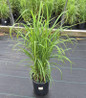 Red-Leaved Miscanthus nursery container plant