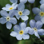  Mon Amie Blue Forget-Me-Not Flowering 