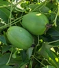 Maypop Passionflower ornamental edible fruit