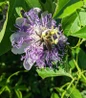 Maypop Passionflower intricate flower detail