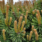 Healthy Slowmound Mugo Pine 