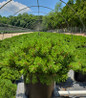 Slowmound Mugo Pine in nursery container