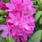 Pink Rosebay Rhododendron Flowers and Foliage Close Up 