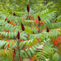 Healthy Staghorn Sumac