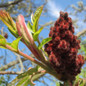  Staghorn Sumac Leaves and Fruits