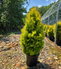 Amber Gold Arborvitae nursery container plant
