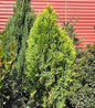 Amber Gold Arborvitae dense shrub habit