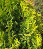 Amber Gold Arborvitae foliage close up