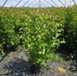 Red Feather® arrowwood viburnum in pot
