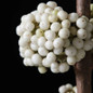 Plump & Plentiful™ Snow Star Beautyberry Close Up 