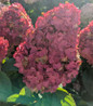 Love-A-Lot Pink Hydrangea pink blooms