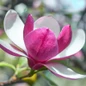 March Till Frost Magnolia Flower Petals Close Up