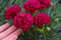 Touching Fruit Punch Cranberry Cocktail Pinks Dianthus