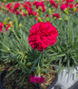 Pinks colorful garden blossoms