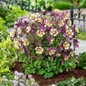 Earlybird™ Purple Yellow Columbine Flowering
