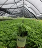 Jacob's Ladder #1 nursery pot