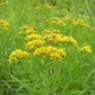 Grass-leaved Goldenrod Flowering