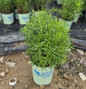 Grass-leaved Goldenrod