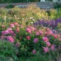 Princess Alexandra of Kent Rose in landscape view