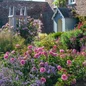 Princess Alexandra of Kent Rose blooming in the garden