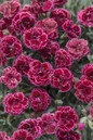 Fruit Punch Black Cherry Frost Pinks Dianthus with Red Blooms