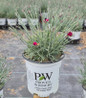 Pinks nursery container plant